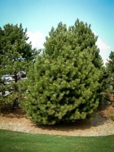 Сосна Чёрная (Pinus Nigra) купить по цене от 270.00р. в интернет-магазине «Посадика» с доставкой почтой в в Бирюче и по всей России – [изображение №1].