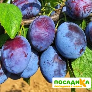 Слива Чачакская ранняя купить по цене от 229.00р. в интернет-магазине «Посадика» с доставкой почтой в в Бирюче и по всей России – [изображение №1].