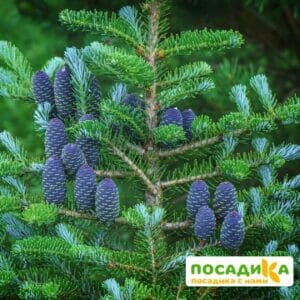 Пихта корейская (Abies koreana) купить по цене от 450.00р. в интернет-магазине «Посадика» с доставкой почтой в в Бирюче и по всей России – [изображение №1].