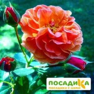 Роза Арабия купить по цене от 350.00р. в интернет-магазине «Посадика» с доставкой почтой в в Бирюче и по всей России – [изображение №1].