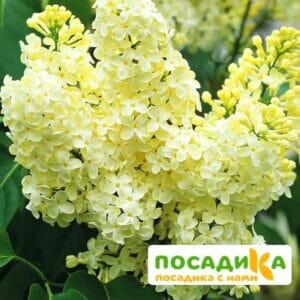 Сирень Примроуз (Primrose) купить по цене от 529.00р. в интернет-магазине «Посадика» с доставкой почтой в в Бирюче и по всей России – [изображение №1].