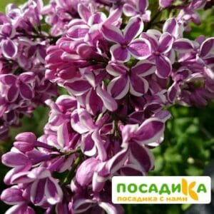 Сирень Сенсация купить по цене от 529.00р. в интернет-магазине «Посадика» с доставкой почтой в в Бирюче и по всей России – [изображение №1].