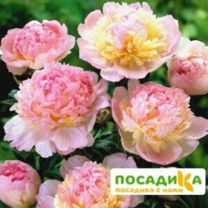 Пион Распберри Сандей (Paeonia Raspberry Sundae) купить по цене от 959р. в интернет-магазине «Посадика» с доставкой почтой в в Бирюче и по всей России – [изображение №1].