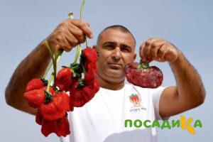 Клубника Гигант Джорнея купить по цене от 266р. в интернет-магазине «Посадика» с доставкой почтой в в Бирюче и по всей России – [изображение №1].