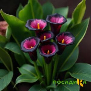 Калла Аура Лейс купить по цене от 400р. в интернет-магазине «Посадика» с доставкой почтой в в Бирюче и по всей России – [изображение №1].