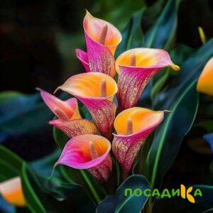 Калла Оникс купить по цене от 450р. в интернет-магазине «Посадика» с доставкой почтой в в Бирюче и по всей России – [изображение №1].