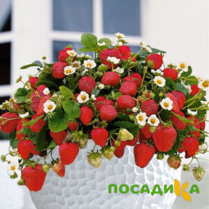 Клубника Рубиновый Шепот (горшечная) купить по цене от 240р. в интернет-магазине «Посадика» с доставкой почтой в в Бирюче и по всей России – [изображение №1].