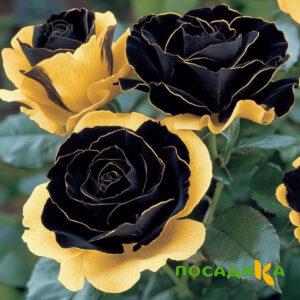 Роза Ханни Сикл купить по цене от 700р. в интернет-магазине «Посадика» с доставкой почтой в в Бирюче и по всей России – [изображение №1].