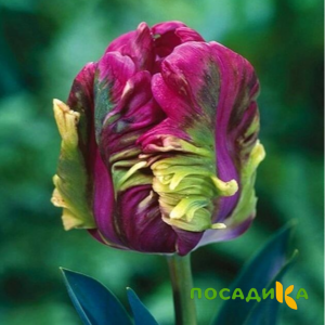 Тюльпан Экзотик Хэвен купить по цене от 186р. в интернет-магазине «Посадика» с доставкой почтой в в Бирюче и по всей России – [изображение №1].